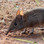 Elephant Shrew