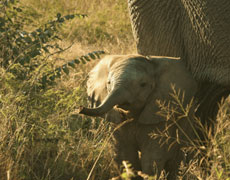 A Memory of Elephants