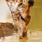 Mabalingwe visitors