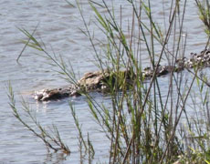Raka, our resident crocodile