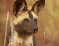 Painted wolves of Africa