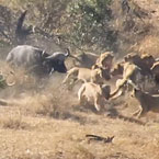 Buffalo herd