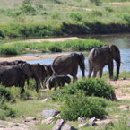 Elephants