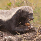 Honey Badger