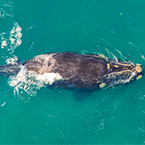 Humpback Whales