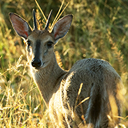 Duiker