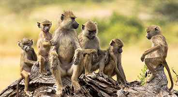 baboons