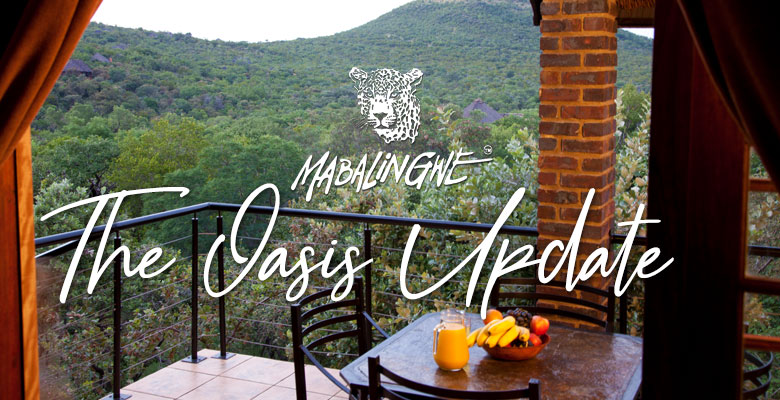 Mabalingwe - The Oasis Update