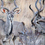 Mabalingwe visitors