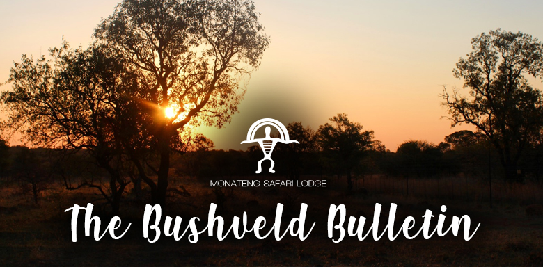 The Bushveld Bulletin