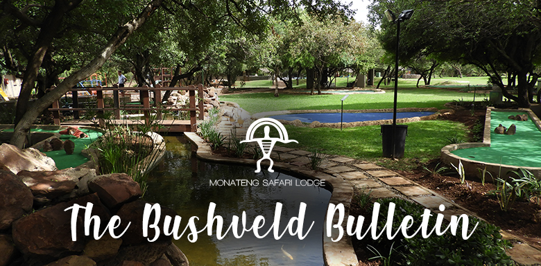 The Bushveld Bulletin