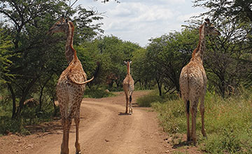 Monateng giraffes