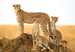 Cheetahs