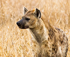 Hyena