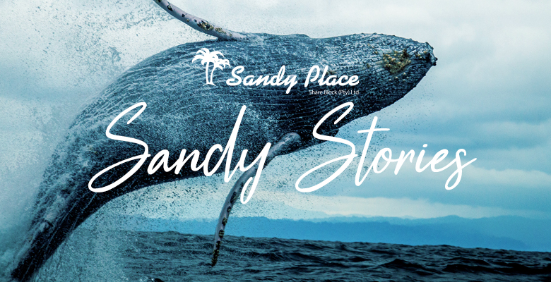 Sandy Stories