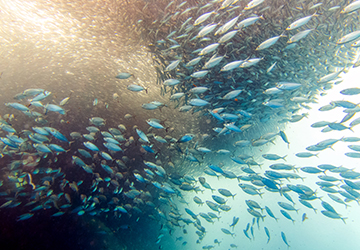 Sardine Run