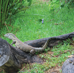 Water Monitor