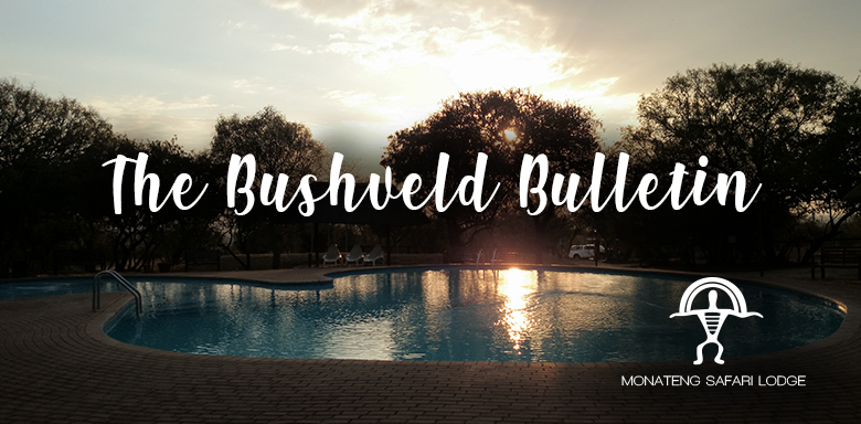 The Bushveld Bulletin