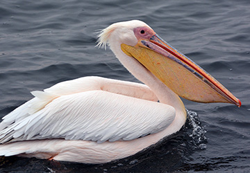 Pelicans Drop By For A Visit