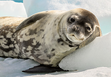 Rare seal resting at uShaka Marine World