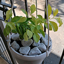 Hanging Flower Baskets