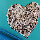 Shell Heart