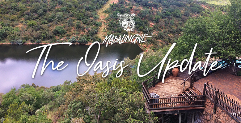 Mabalingwe - The Oasis Update