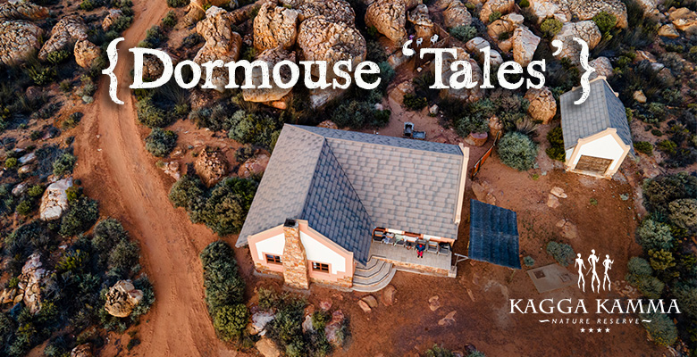 Kagga Kamma Dormouse Tales