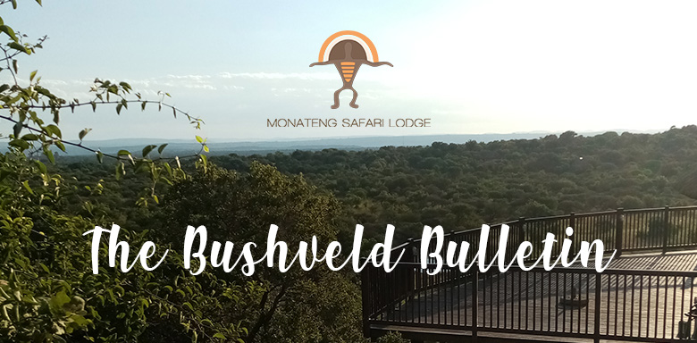 The Bushveld Bulletin