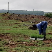 tree planting