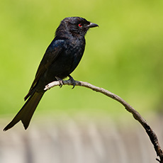 Fork-Tailed Drongo | Miksterbyevanger