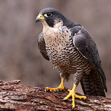 Peregrine Falcon | Swerfvalk