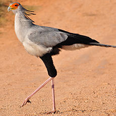 Secretary Bird | Sekretarisvoël