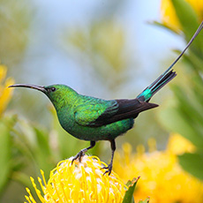 Malachite Sunbird | Jangroentjie