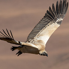 Cape Vulture | Kransaasvoël