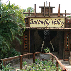 Butterfly Valley