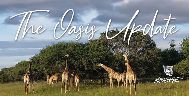 Mabalingwe - The Oasis Update