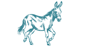 Donkeys (Jabu & Sophie)