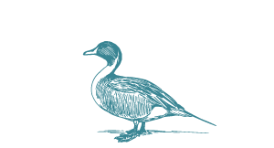 Mallard Ducks