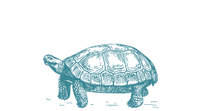 Tortoises