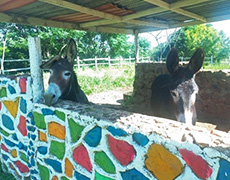 Animal Care