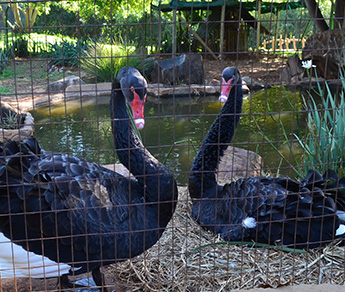 Black Swans 