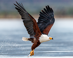 African Fish Eagle