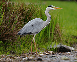 Grey Heron