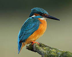 Kingfisher